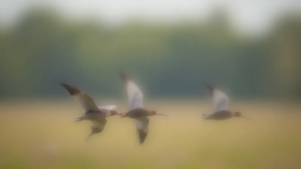 Putnu migrācijas sezonas — pavasaris un rudens, dažādi putni dažādos gadsacikļos